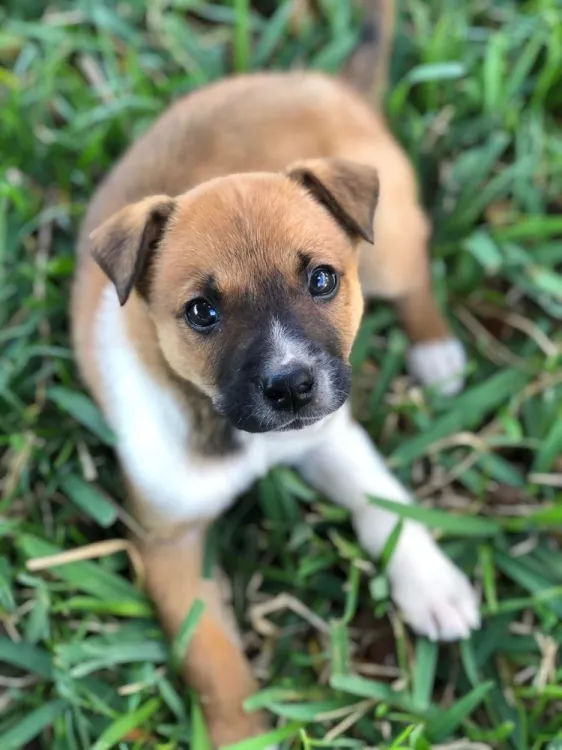 Puppy Pleasers Rescue, Florida, Orlando